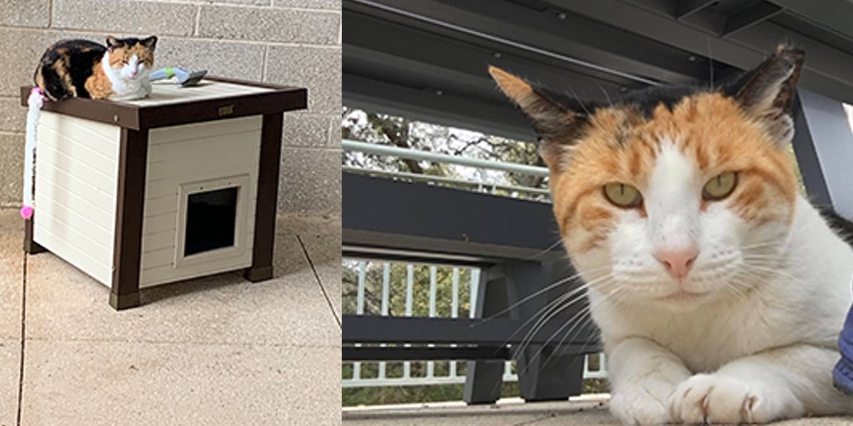 진정한 살쾡이 고양이가 기억됨