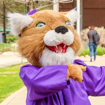 WildCatgrad